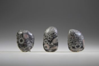 Crinoid fossiel in Marmer (Australië) - Afbeelding 2