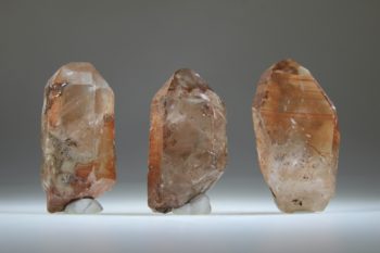 Agnitiet Lemurian (Uitverkocht) - Afbeelding 4