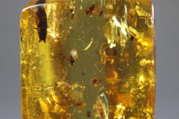 Amber uit Colombia (uitverkocht) - Afbeelding 6