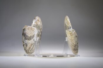 Ammoliet / Ammoniet set (inclusief standaardjes) - Afbeelding 6