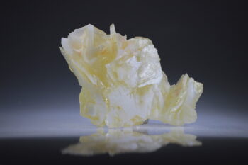 Angel Wing Calciet