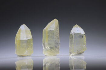 Citrien Lemurian - Afbeelding 3