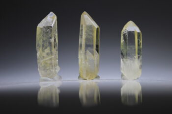 Citrien Lemurian - Afbeelding 2