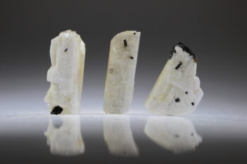 Epididymiet met Aegirien