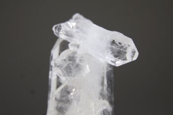 Fadenkwarts - Afbeelding 2