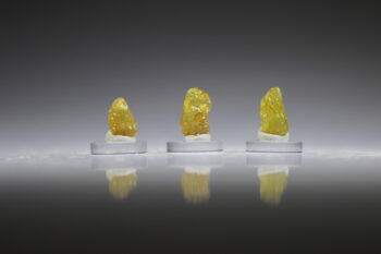 Saffier Geel - Afbeelding 3