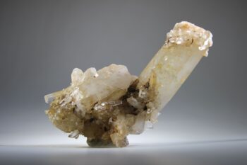 Golden Healer Lemurian - Afbeelding 8