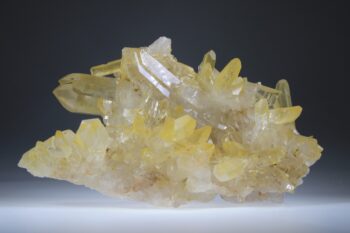 Golden Healer Lemurian - Afbeelding 5