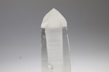 Lemurian - Afbeelding 4