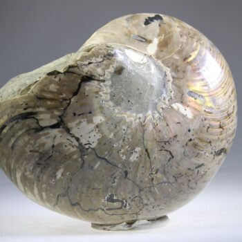 Nautilus Fossiel, Madagaskar