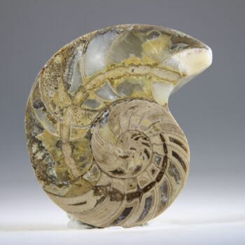 Nautilus Fossiel, Madagaskar (doorgezaagde helft)