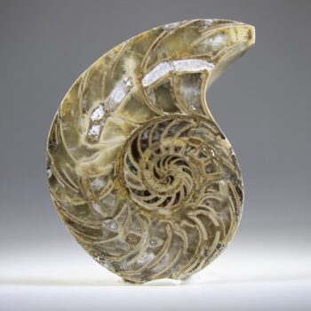 Nautilus Fossiel, Madagaskar (doorgezaagde helft