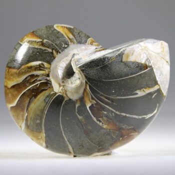 Nautilus Fossiel, Madagaskar