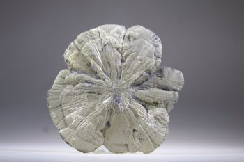 Pyrietzon of Pyrietbloem (uitverkocht)