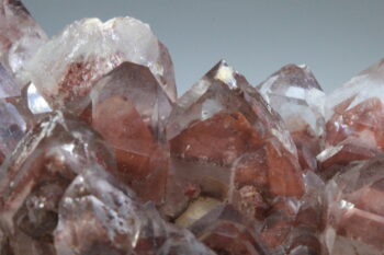 Fantoomkwarts Rood (uitverkocht) - Afbeelding 2