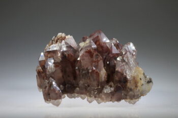 Fantoomkwarts Rood (uitverkocht) - Afbeelding 3