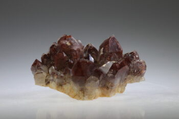 Fantoomkwarts Rood (uitverkocht) - Afbeelding 5