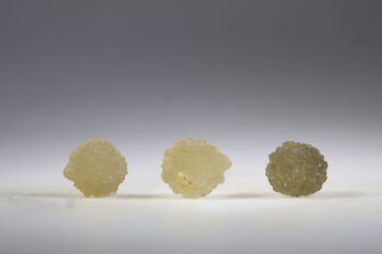 Rookcitrien ster uit Marokko - Afbeelding 3