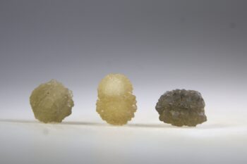 Rookcitrien ster uit Marokko