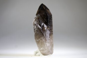 Rookkwarts punt (self healer) - Afbeelding 4