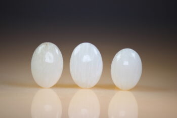 Scoleciet - Afbeelding 3