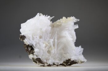 Scoleciet (heldere) met Stellar Beam Calcietjes - Afbeelding 4