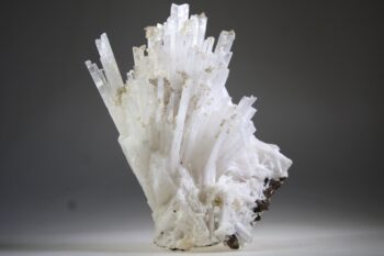 Scoleciet (heldere) met Stellar Beam Calcietjes - Afbeelding 5