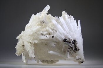 Scoleciet (heldere) met Stellar Beam Calcietjes - Afbeelding 6