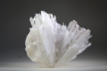 Scoleciet (heldere) met Stellar Beam Calcietjes - Afbeelding 7