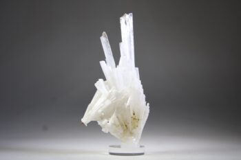 Scoleciet (heldere) met Stellar Beam Calcietjes - Afbeelding 8