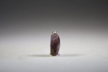 Sterrobijn Hanger - Afbeelding 3