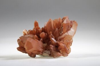 Tangerine Lemurian - Afbeelding 10