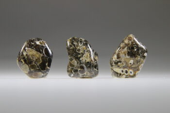 Turitella Agaat - Afbeelding 2