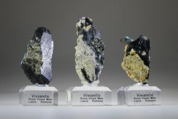 Vivianiet - Afbeelding 3