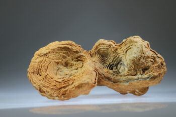 Woestijn Bariet bloem (Stromatoliet) - Afbeelding 10