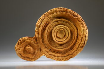 Woestijn Bariet bloem (Stromatoliet) - Afbeelding 5