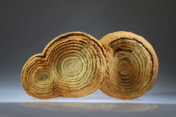 Woestijn Bariet bloem (Stromatoliet) - Afbeelding 9
