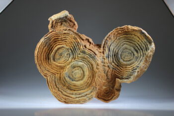 Woestijn Bariet bloem (Stromatoliet) - Afbeelding 6